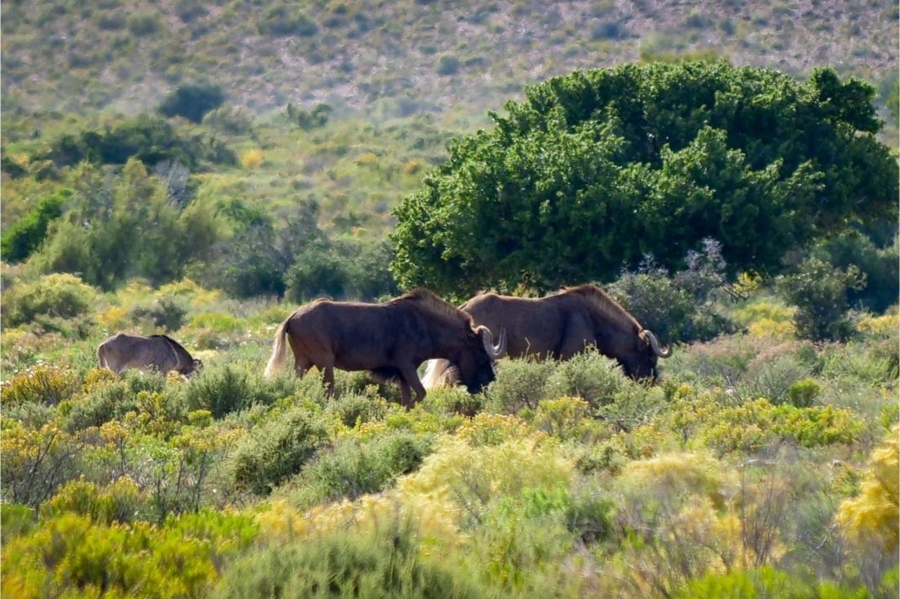 0 Bedroom Property for Sale in Ladismith Rural Western Cape